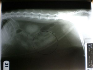 Otto X-ray
